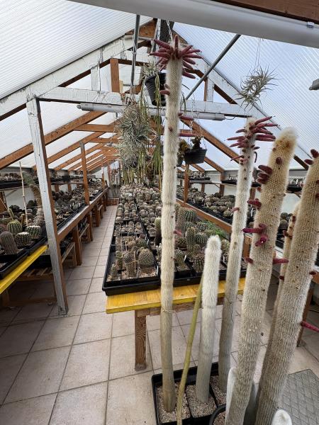 Cleistocactus strausii